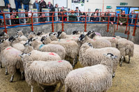 Border Ewe Sale-02